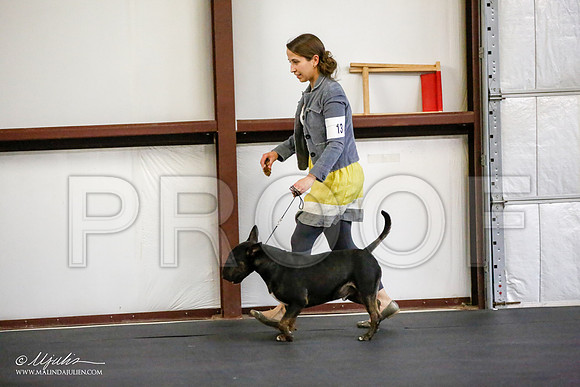 _JJ_0517-BullTerrierAzilApr2016-HR3