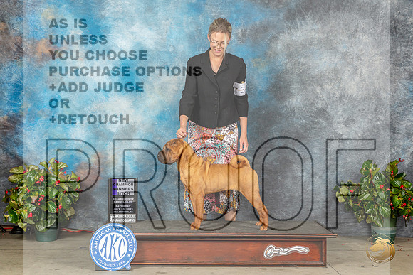 Chinese Shar Pei #14 Sat WBCh Judge Jay RichardsonMJP_8885_SA2023_HR3