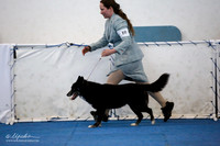 Bred By Exhibitor Bitch Sat Ring