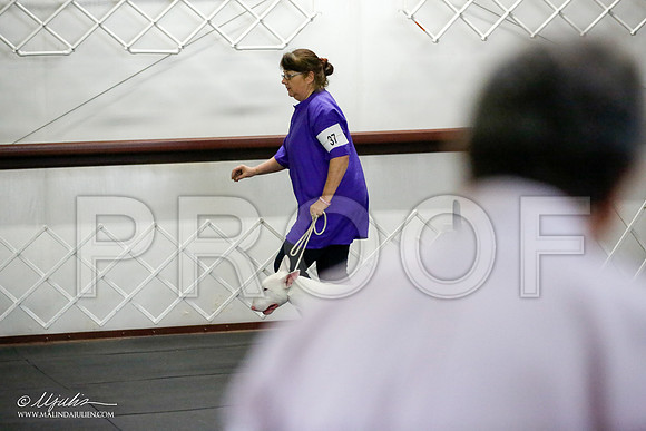 _JJ_2493-BullTerrierAzilApr2016-HR3