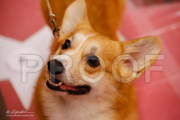 _JJ_9572-HstnCorgiFeb2015-HR3
