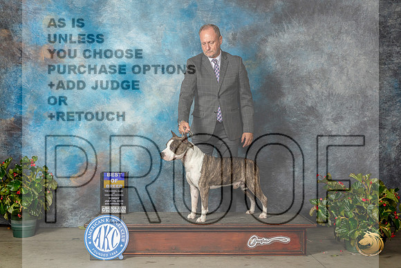 American Sun Staffordshire Terrier #17 BOB Judge Grace FritzMJP_9840_SA2023_HR3