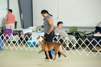 American Bulldog Sun. Show 3 Hutto Sept 2013