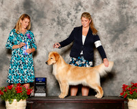 Golden Retriver #18 Sat BOW Speer Julie Judge Marla Doheny