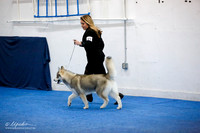 Puppy Sweeps 6-9 Dog Sat Ring