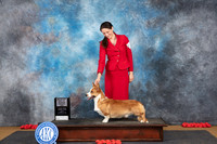 Cardigan Welsh Corgi #9 Sun WDBOWM Judge Beth Downey