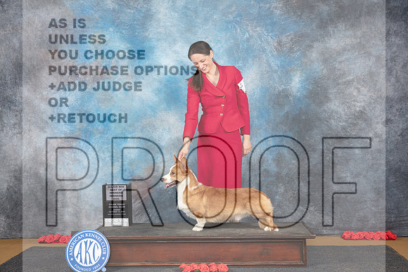 Cardigan Welsh Corgi #9 Sun WDBOWM Judge Beth Downey__JP_0580_Sulphur Springs_2024_HR3