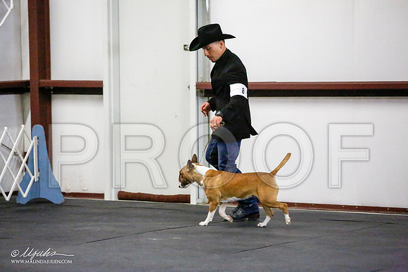 _JJ_2923-BullTerrierAzilApr2016-HR3