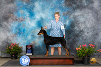 Doberman Pinscher #22 Sun BOS Judge Karen McFarlane