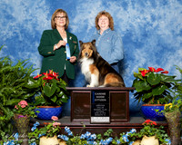 Shetland Sheepdog #94 Sat CGC Judy McClelland Sherman