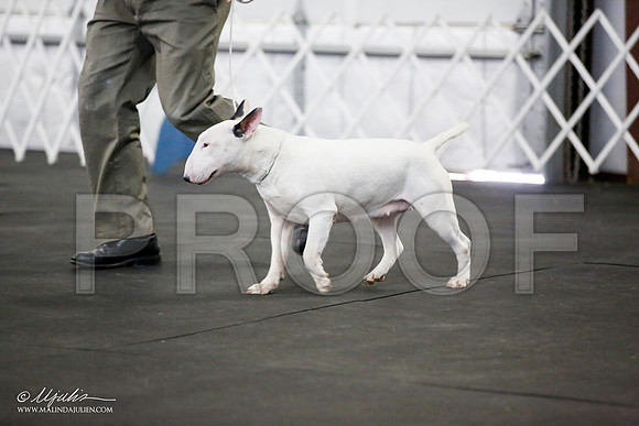 _JJ_3674-BullTerrierAzilApr2016-HR3