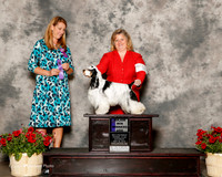 Cocker Spaniel Parti #35 Sat Maj WD Todd Cathy Agent Jessica Brickett Judge Marla Doheny
