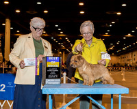 Norfolk Terrier #12 Sun BOB Stemmler Sandra & Robin Coppedge Agent Judi Hartell PHA Judge Mrs Murrel Purkhiser