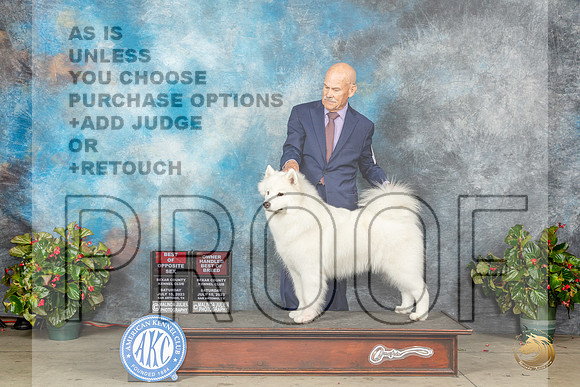 Samoyed #12 Sat BOSOHBOB Judge Helene NietschMJP_8732_SA2023_HR3