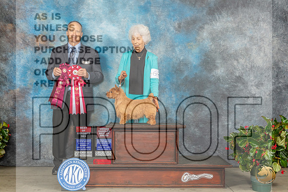 Norwich Terrier #6 Fri BOSOHBOB Judge Jay RichardsonMJP_7773_SA2023_HR3