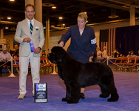 Newfoundland #15 Sun WD Maj Rader Laura & Julie Fitser Judge Mr David W Haddock