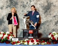 Italian Greyhound #12 Sat G2 Harris Carol Judge helen Winski Stein