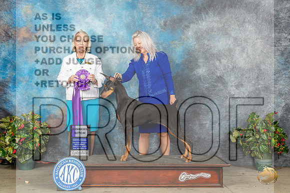 Doberman Pinscher #44 Sat WB Judge Alisa BrotherhoodMJP_9023_SA2023_HR3