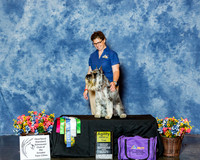Standard Schnauzer #16201 Fri HIT