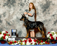 Beauceron #14 Sat BOW Maj Paul Victoria Judge Mr Robert J Shreve RESHOOT