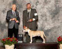 American Staffordshire Terrier #5 Sat BOB Fitzsimmons Cole Judge Roger Hartinger