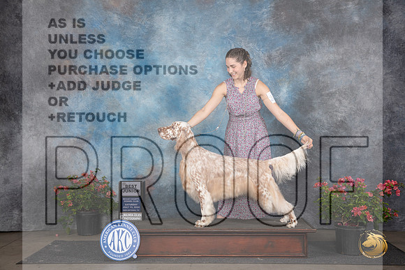 English Setter #J600 Sat BJr Judge Elizabeth ‘Beth’ Sweigart__JP_5216_San Antonio_2024_HR3