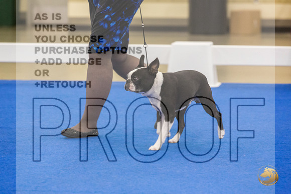 Boston Terrier #707 #974 Ring Fri_JJL_2099_Premier_2024_HR3