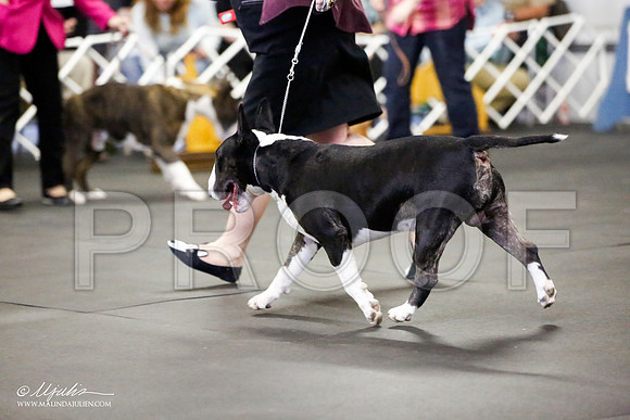 _JJ_1073-BullTerrierAzilApr2016-HR3