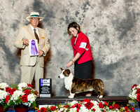 Cardigan Welsh Corgi #19 Thrs Maj WD Cantrell Helen I Judge Mr Arley D Hussin