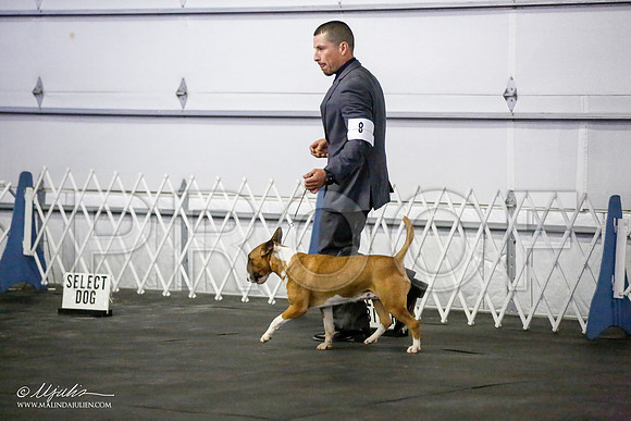 _JJ_3998-BullTerrierAzilApr2016-HR3