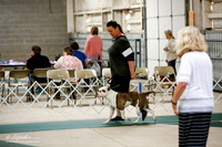 American Bulldog Sun Ring