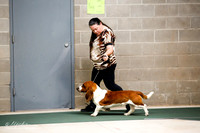 Basset Hound Sat S1 Ring