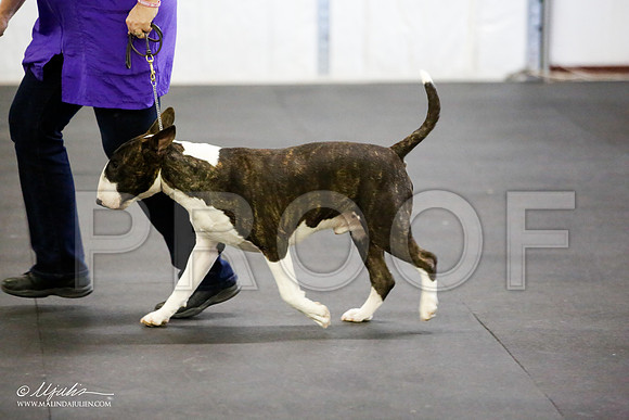 _JJ_2875-BullTerrierAzilApr2016-HR3