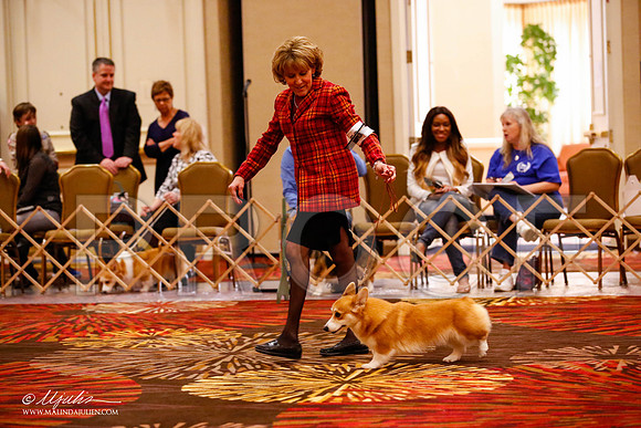 _JJ_0474-HstnCorgiFeb2015-HR3