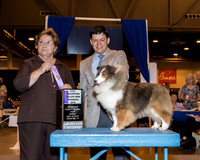 Shetland Sheepdog #28 Sun WB Maj Thompson Laura T Judge Ms Nikki Riggsbee