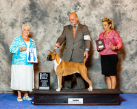 Boxer #8 Wed NC Maj BOW Roland Lynette & Ginger Killman Judge Mrs Keke Kahn