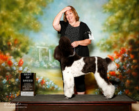 Poodle Multi Color Sat S1 BOB Stephanie Cooper