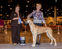 Great Dane #12 Sun BOW NC Fulford Sharon N & K Lerch M Riggins Judge Ms Nikki Riggsbee