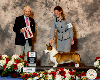 Cardigan Welsh Corgi #11 Sat BOS Maj Goll Joan Adams & Donna & Bill Agent Barbara Weiner Judge Mr Robert Stein