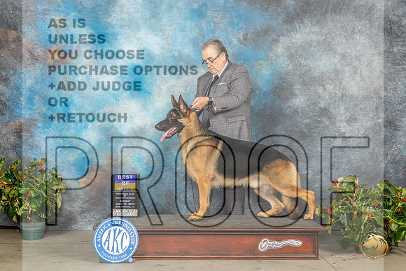 German Shepherd Dog #11 Sun BOB Judge David KirklandMJP_9954_SA2023_HR3