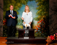 Chihuahua Smooth Coat #8 Sat BOS Evans Linda and Sandra Hanson Judge Dana Cline