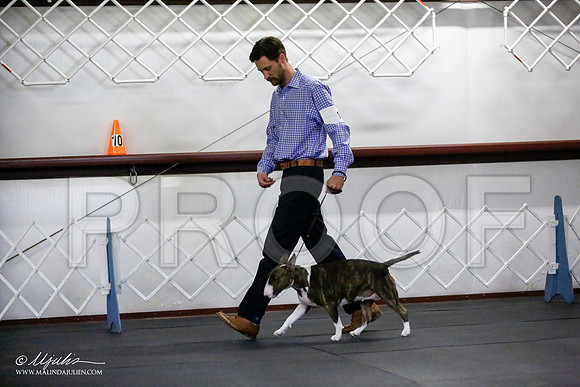 _JJ_0892-BullTerrierAzilApr2016-HR3