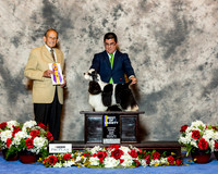 Cocker Spaniel Parti Color #5 Fri BOV Bowen Linda and Tim Bowen Judge Dr Robert Indeglia
