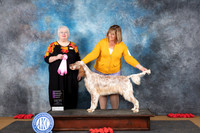 English Setter #12 OHBOB OHG1 Judge Bev Felton
