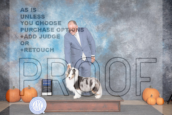 Shetland Sheepdog #32 Sat G1 Judge Ray Filburn__JP_8906_Humble_2024_HR3