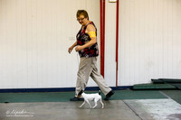 Toy Fox Terrier Sun