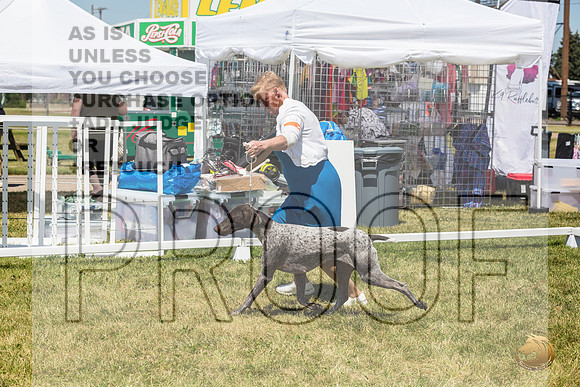 German Shorthaired Pointer Rings Wed_JJL_1823_Premier_2024_HR3