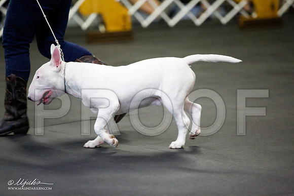 _JJ_2328-BullTerrierAzilApr2016-HR3