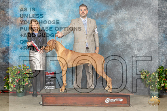 Rhodesian Ridgeback #15 Sat BOS Judge Lee WhittierMJP_9360_SA2023_HR3