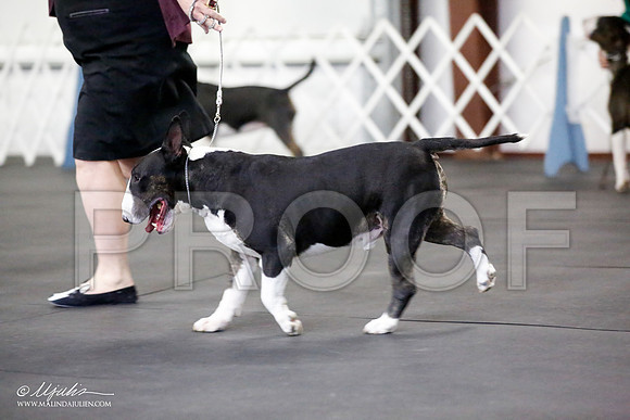 _JJ_1066-BullTerrierAzilApr2016-HR3